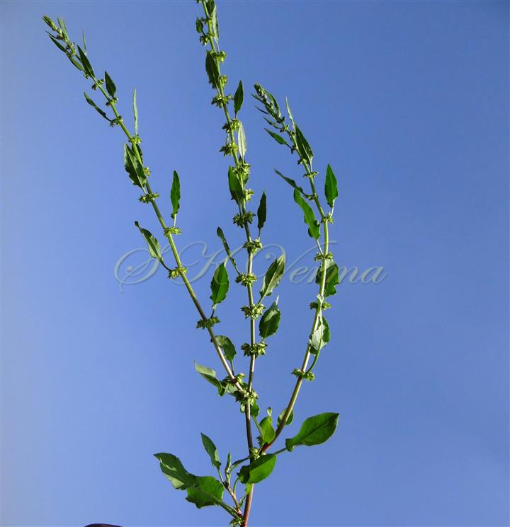  Inflorescence (Panicle) with leaves